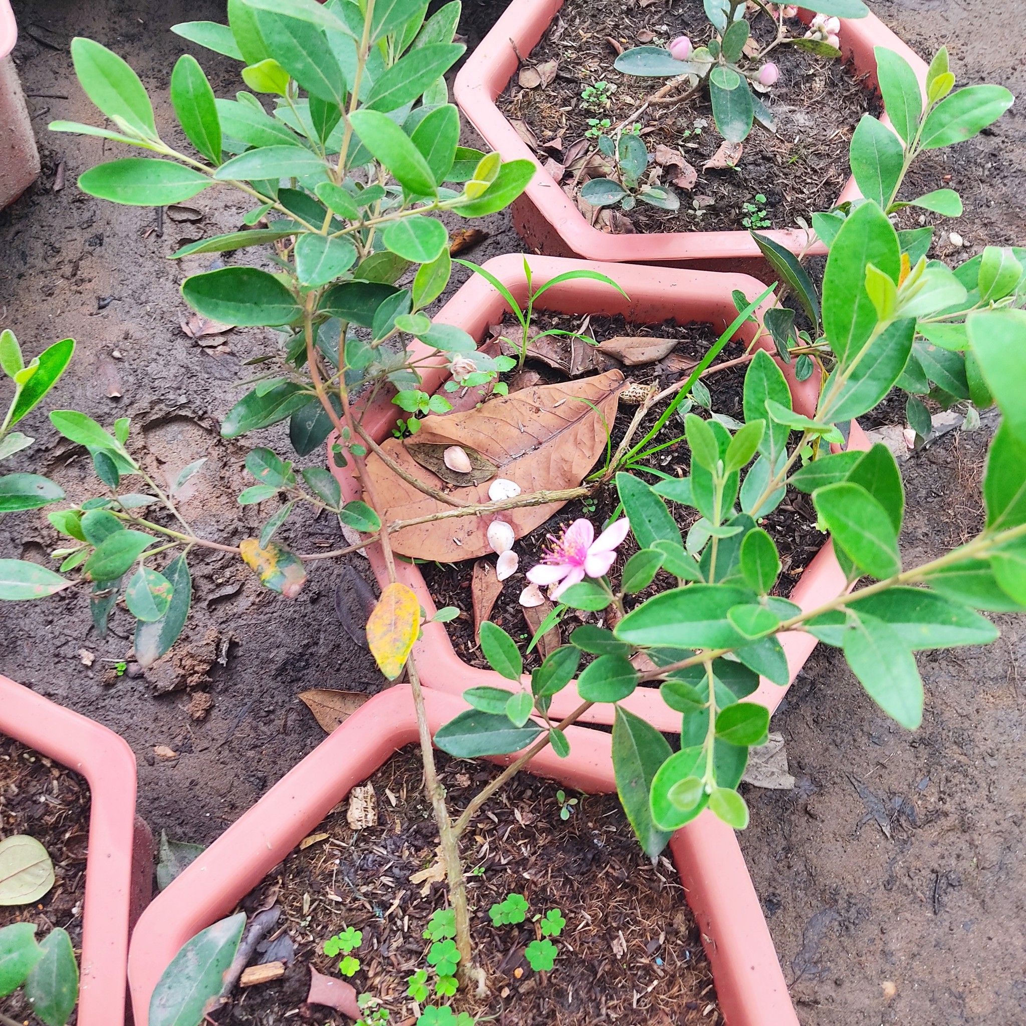 Cây Sim Rừng Đang Hoa Trái Cao 30-40cm