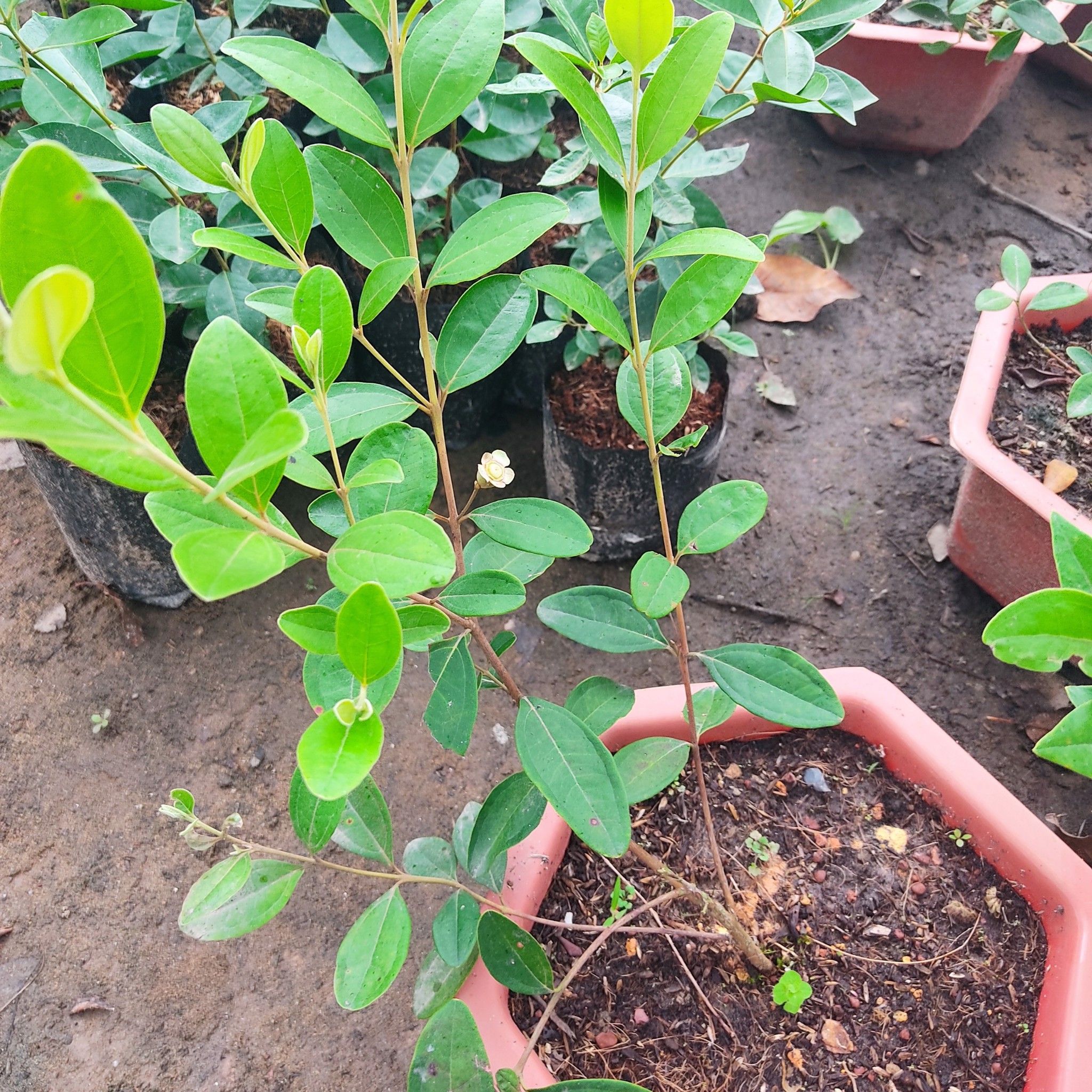 Cây Sim Rừng Đang Hoa Trái Cao 30-40cm