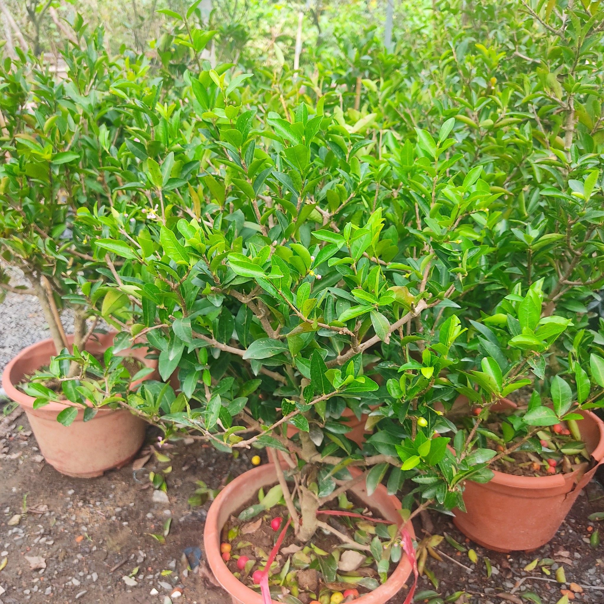 Cây Sơ Ri Đài Loan Chiết Cành Đang Hoa Cao 60cm - 80cm
