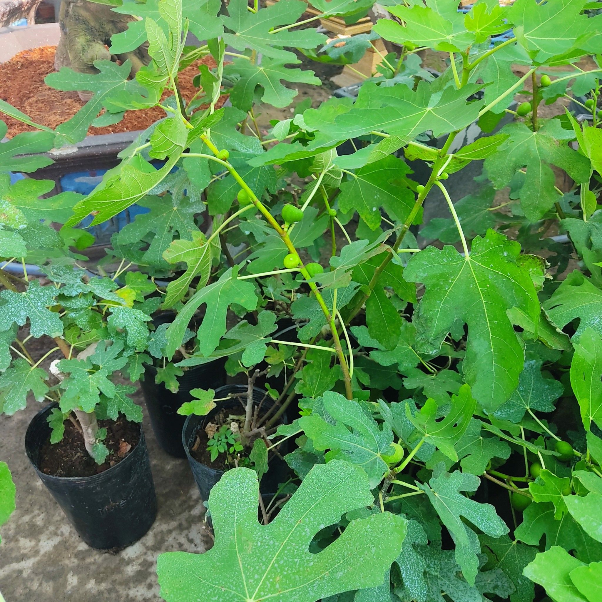 Cây Sung Mỹ Có Trái Khoảng 80-1M