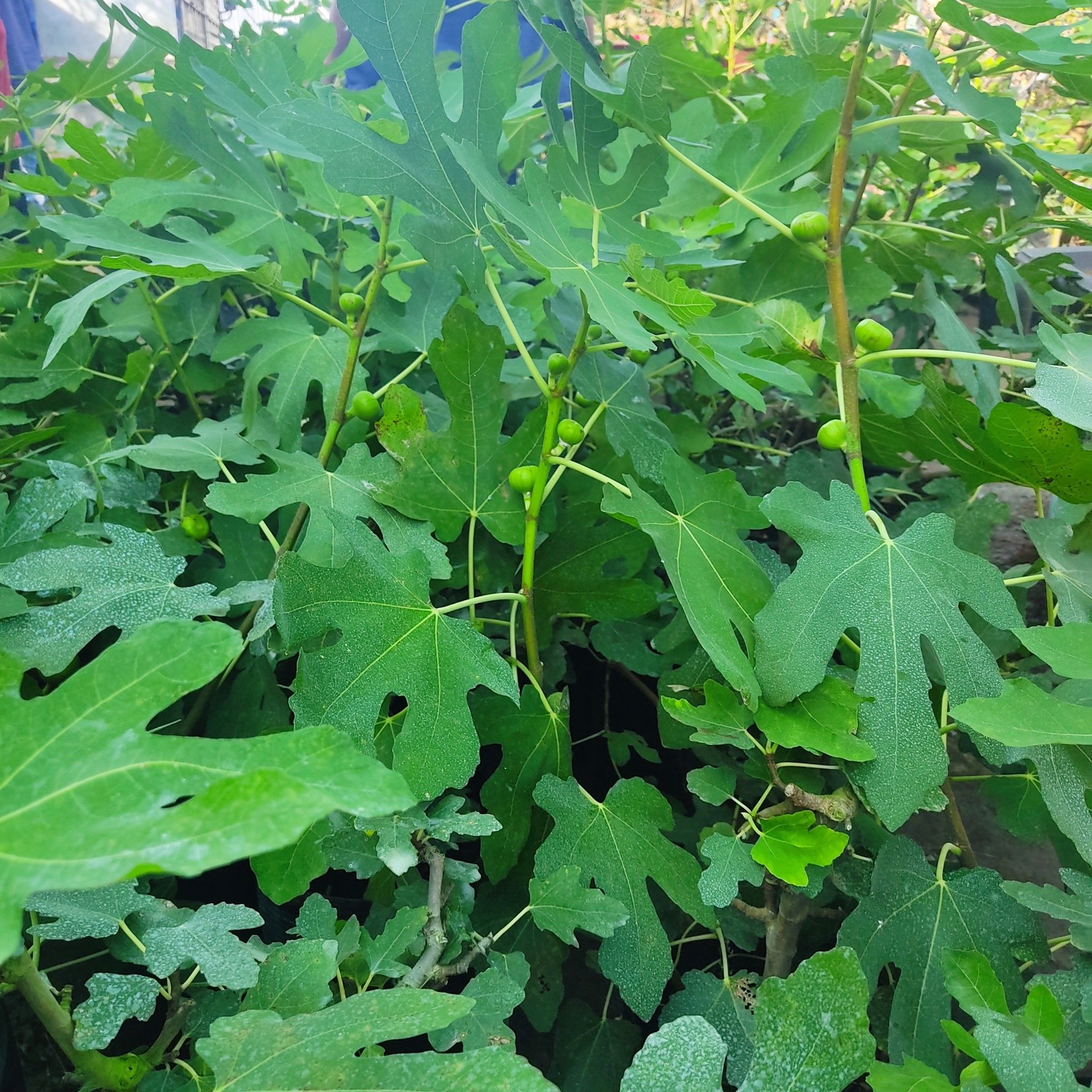 Cây Sung Mỹ Có Trái Khoảng 80-1M