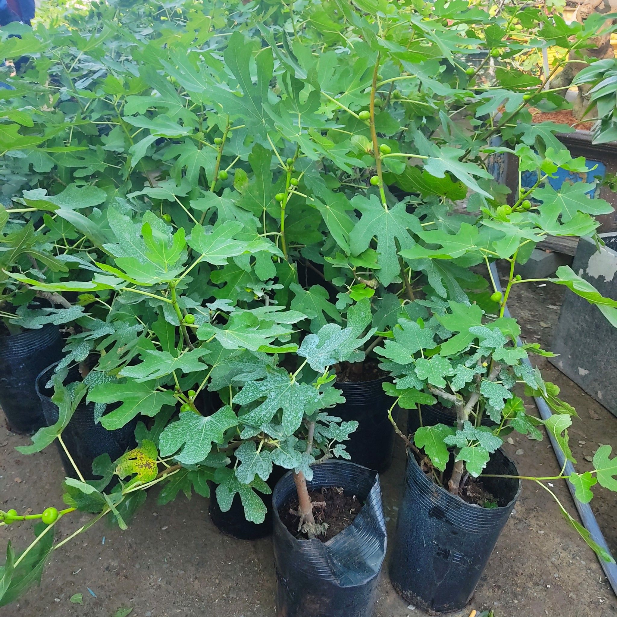 Cây Sung Mỹ Có Trái Khoảng 80-1M
