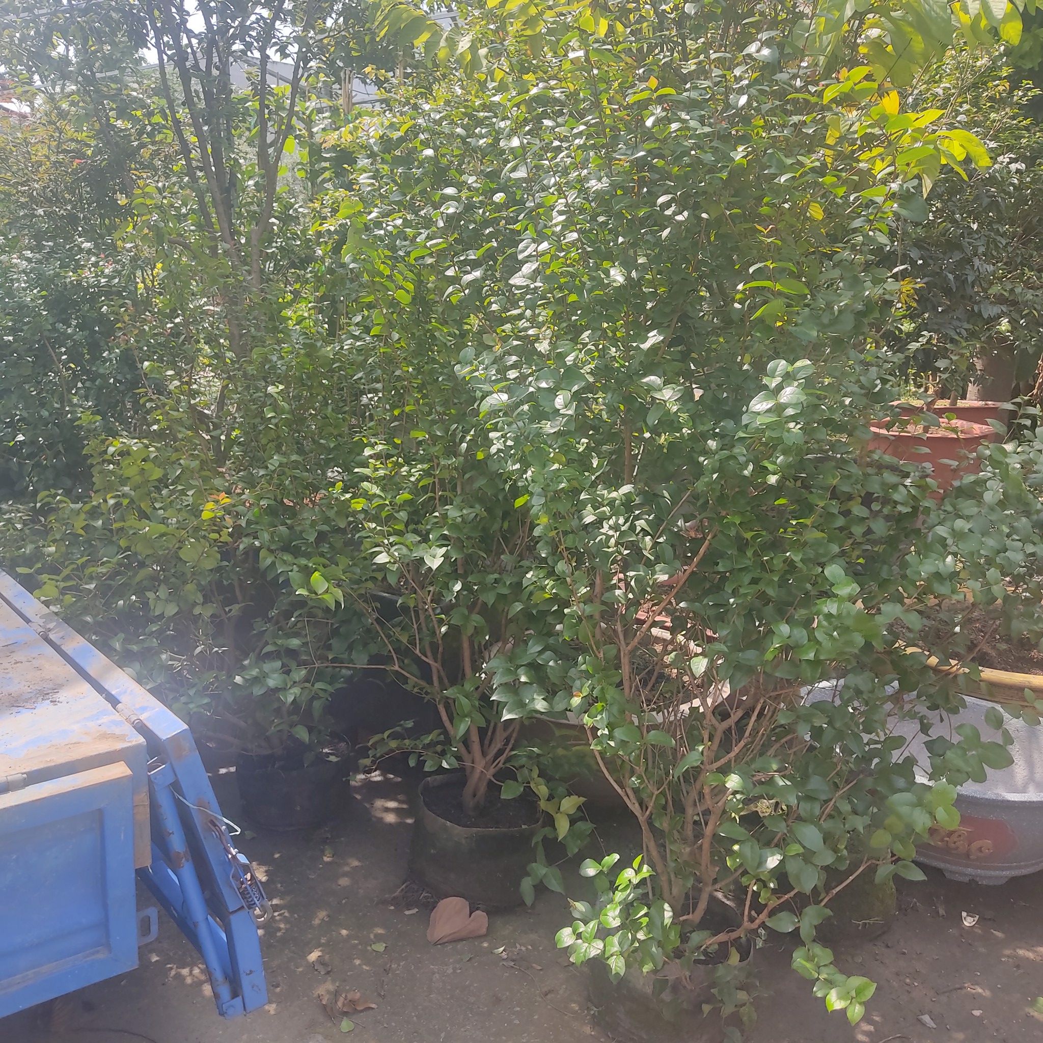 Cây Surinam Cherry Gốc Lớn - Cây Cherry 8 Mùi Vị
