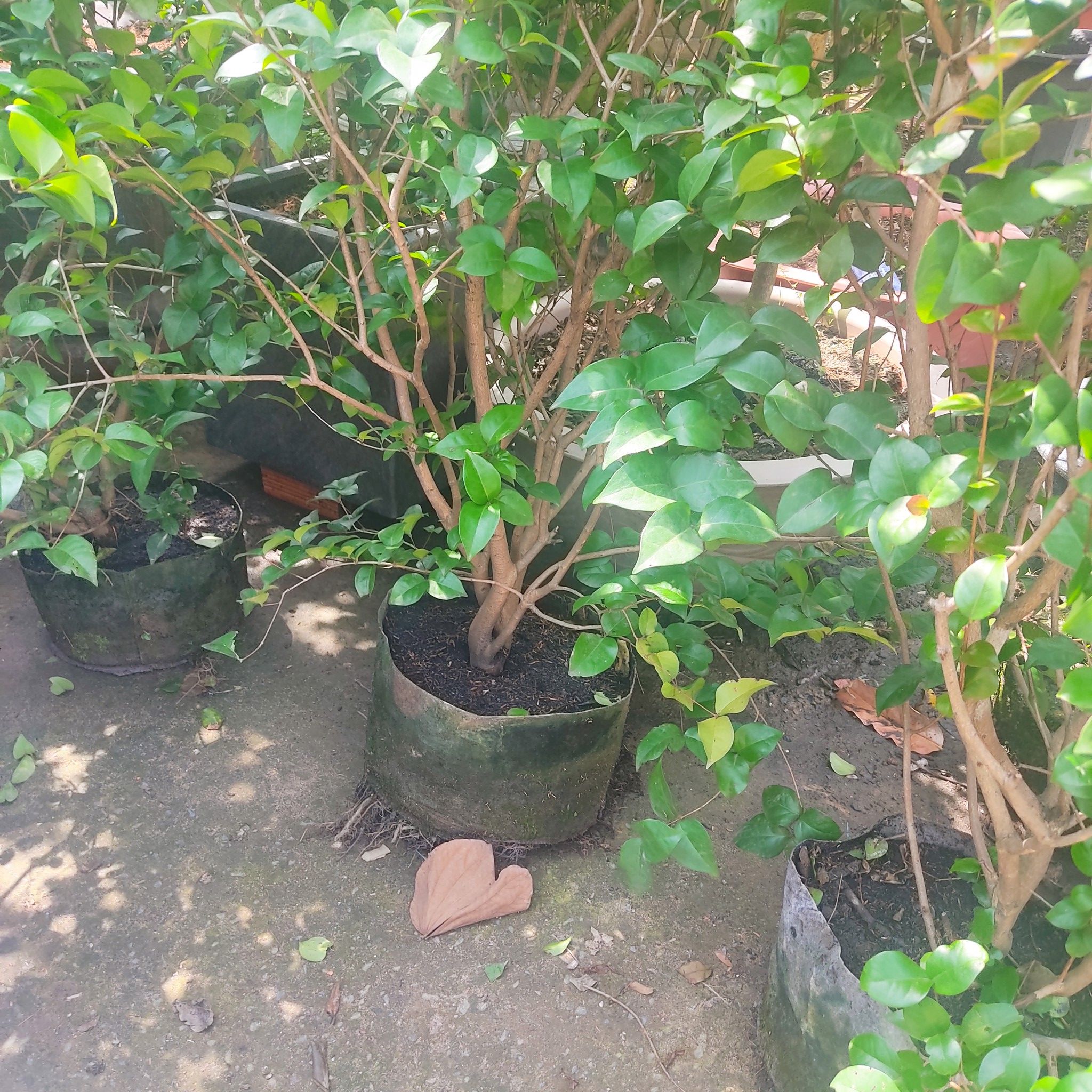 Cây Surinam Cherry Gốc Lớn - Cây Cherry 8 Mùi Vị