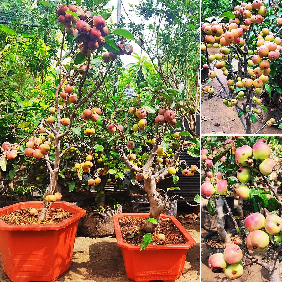 Cây Táo Lùn Mỹ Đang Sai Trái Khoảng 50-60cm