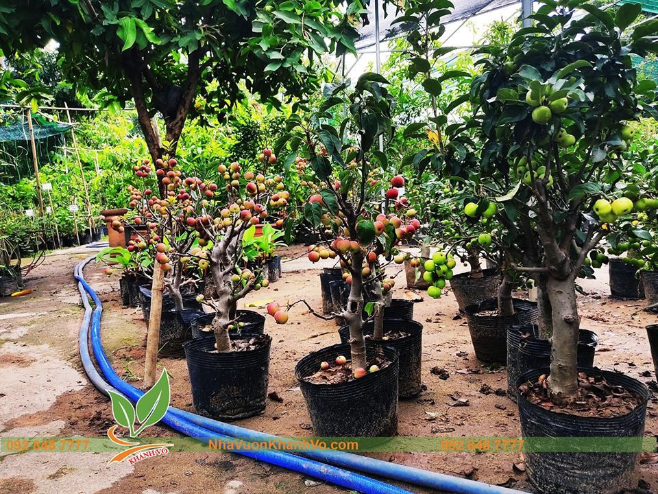 Cây Táo Lùn Mỹ Đang Sai Trái Khoảng 50-60cm