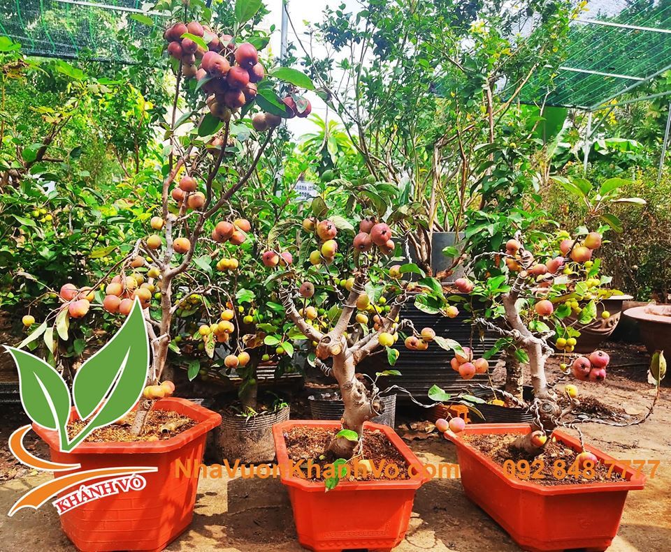 Cây Táo Lùn Mỹ Đang Sai Trái Khoảng 50-60cm