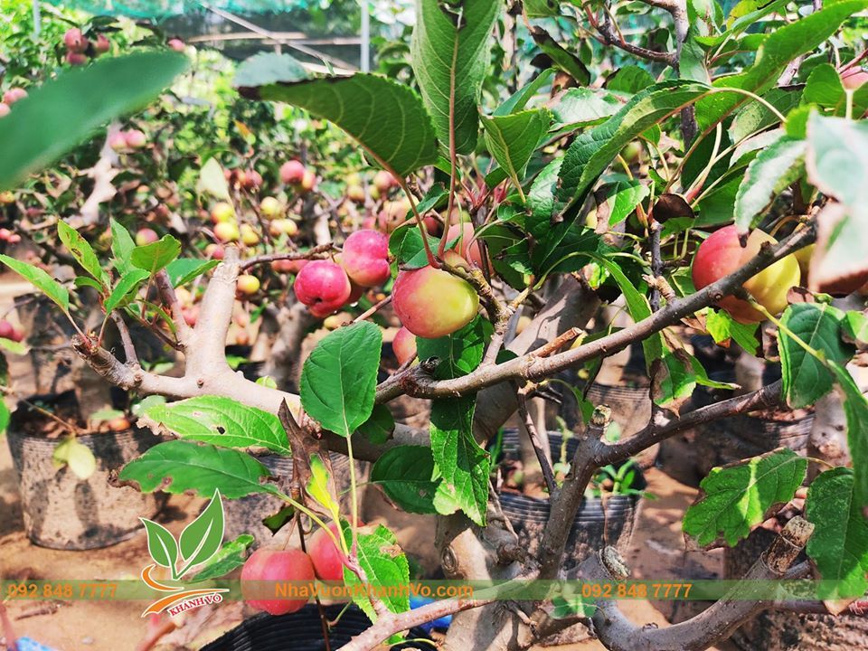 Cây Táo Lùn Mỹ Đang Sai Trái Khoảng 50-60cm