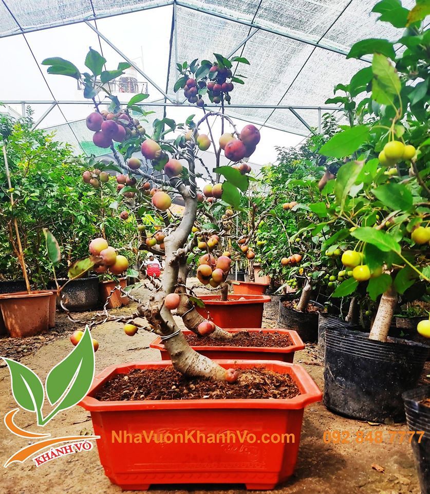 Cây Táo Lùn Mỹ Đang Sai Trái Khoảng 50-60cm
