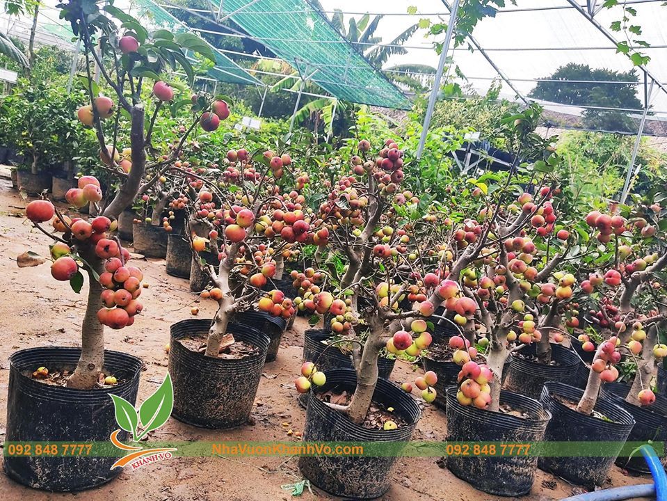 Cây Táo Lùn Mỹ Đang Sai Trái Khoảng 50-60cm