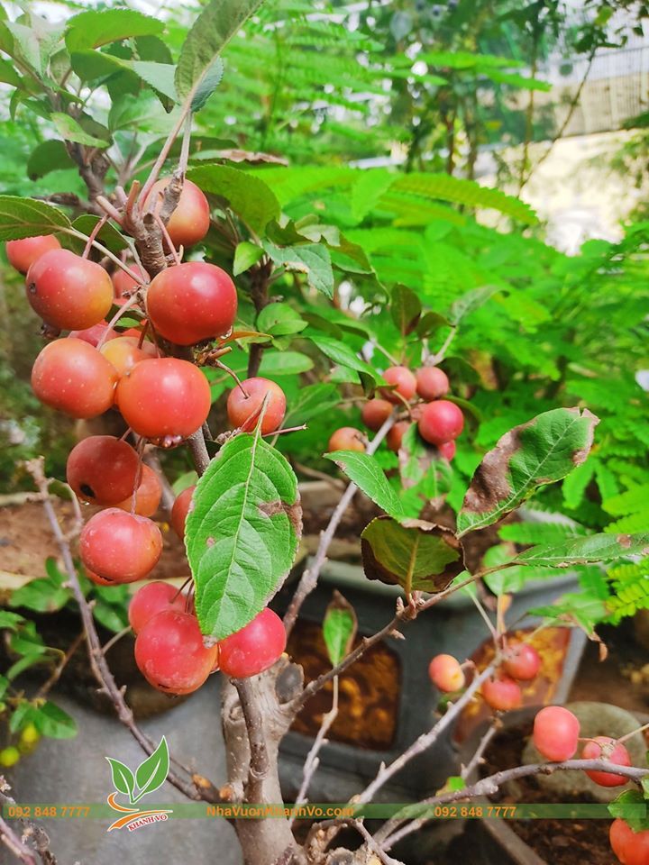 Cây Táo Lùn Mỹ Đang Sai Trái Khoảng 50-60cm