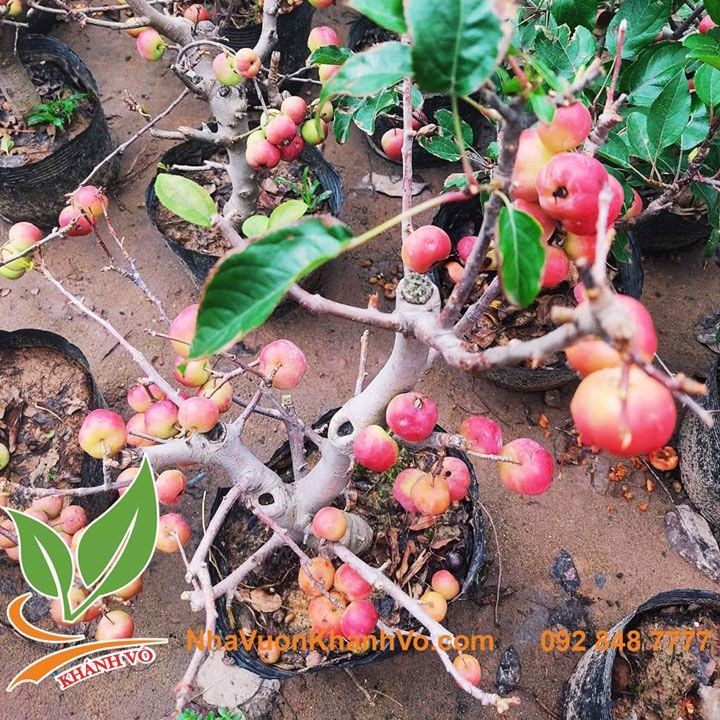 Cây Táo Lùn Mỹ Sắp Có Hoa Cao 60-80cm