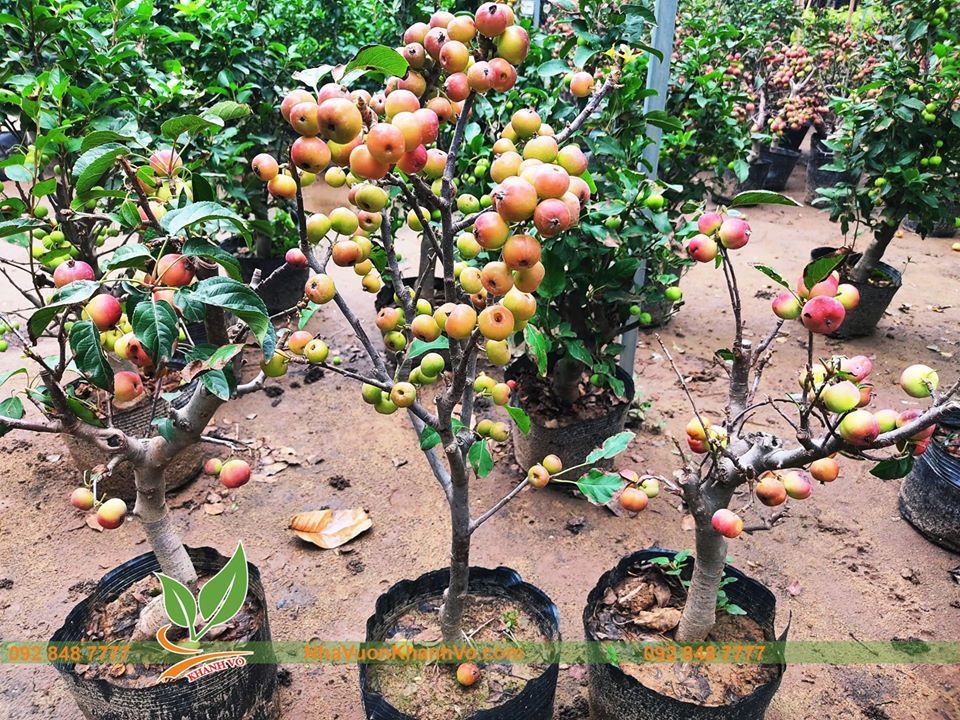 Cây Táo Lùn Mỹ Sắp Có Hoa Cao 60-80cm