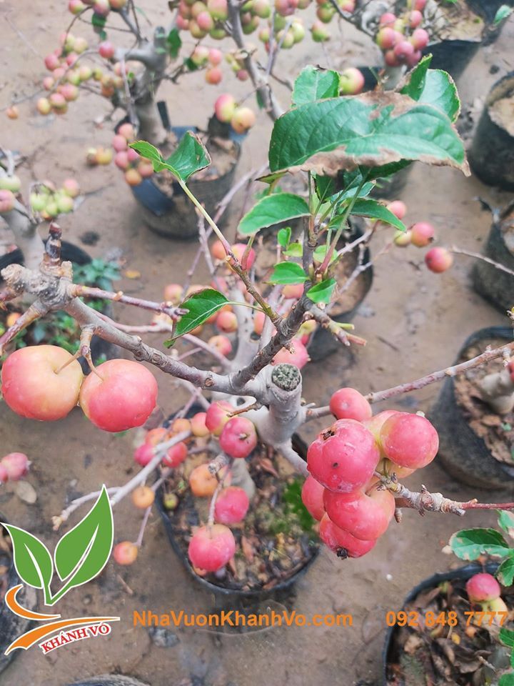 Cây Táo Lùn Mỹ Sắp Có Hoa Cao 60-80cm