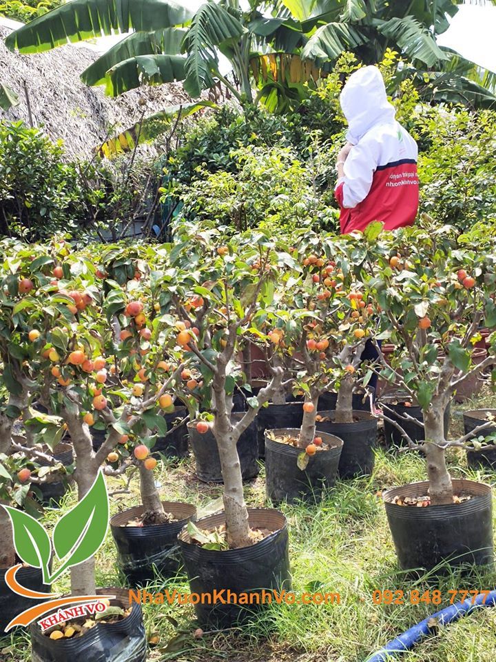 Cây Táo Lùn Mỹ Sắp Có Hoa Cao 60-80cm