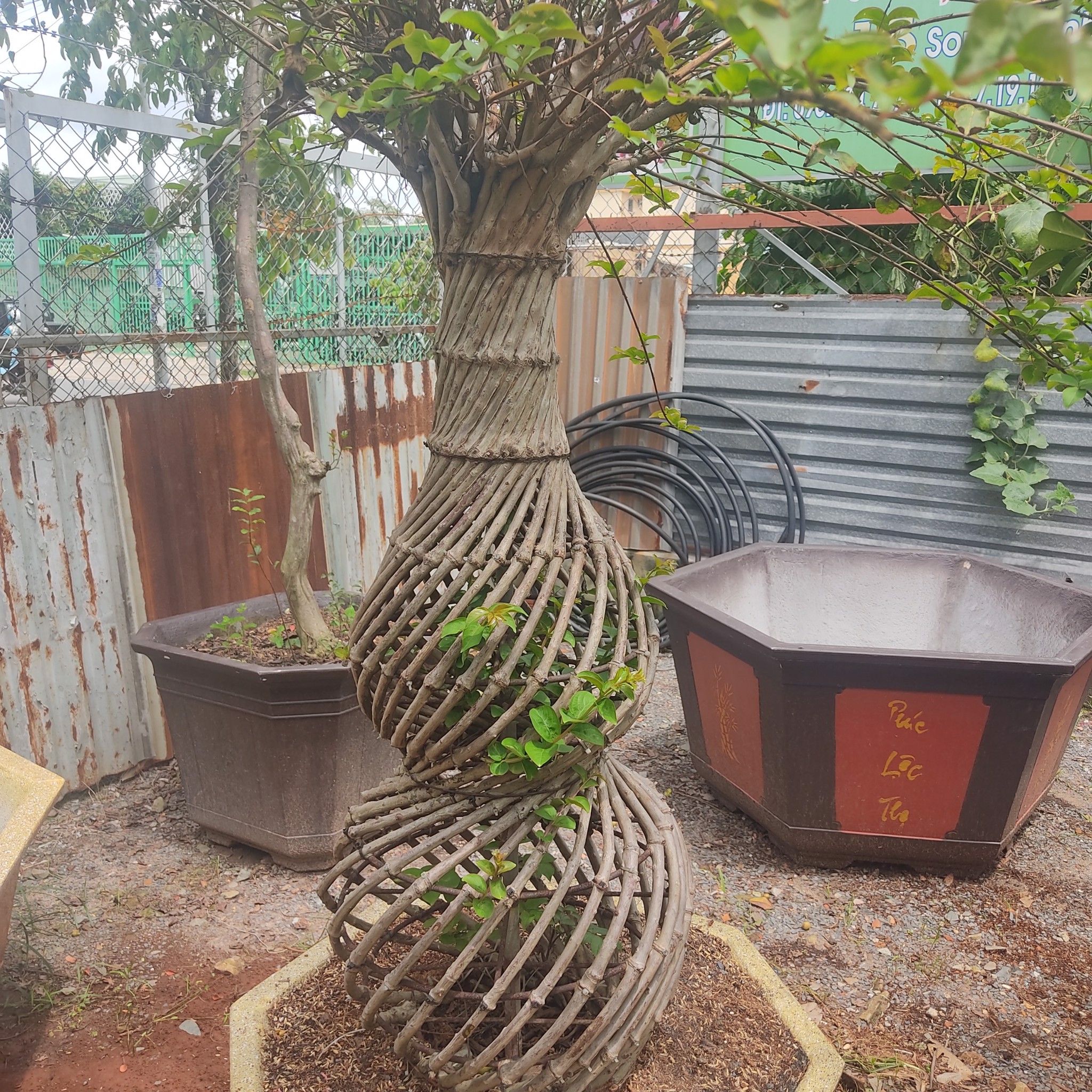 Cây Tường Vi Bonsai - Tạo Dáng Hồ Lô