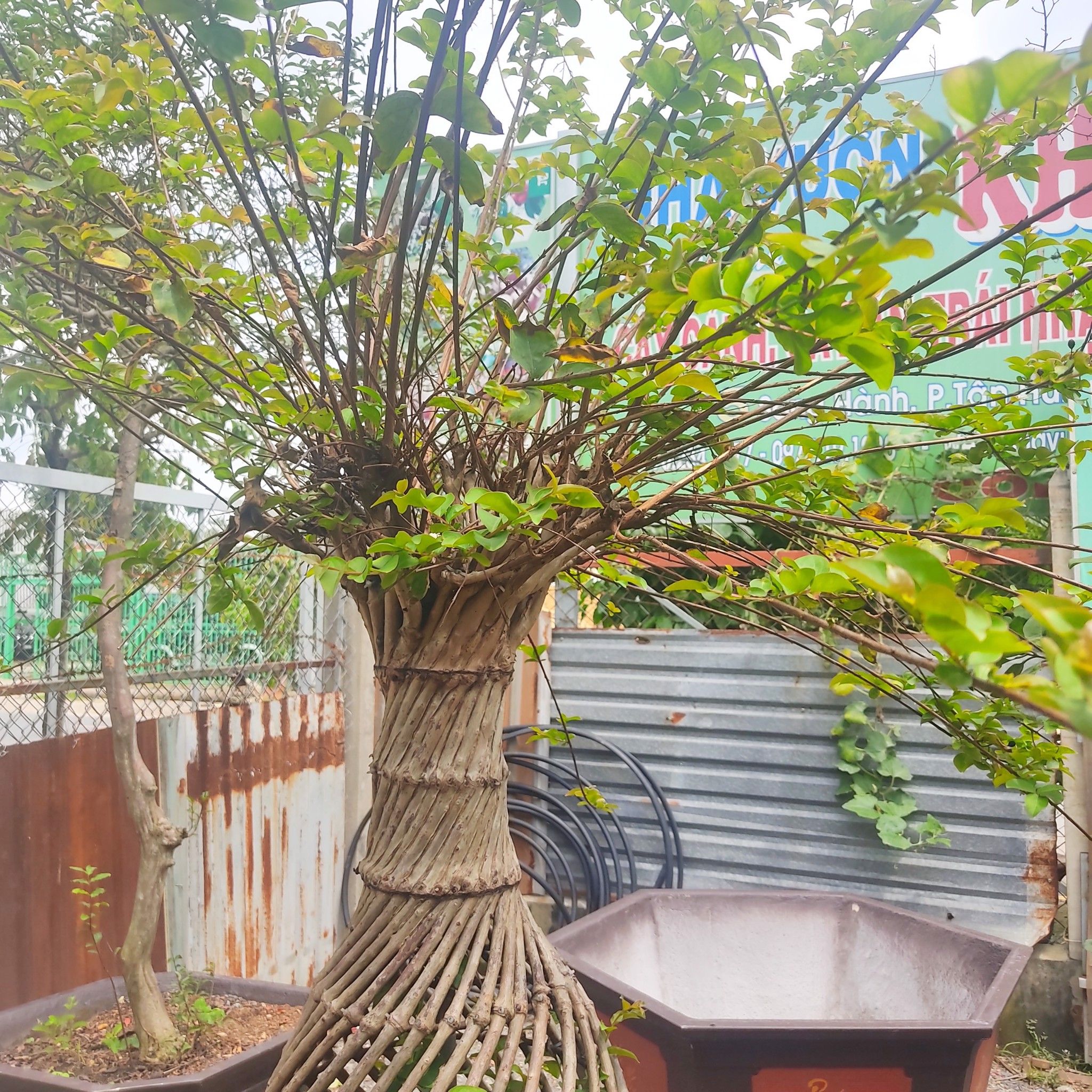 Cây Tường Vi Bonsai - Tạo Dáng Hồ Lô