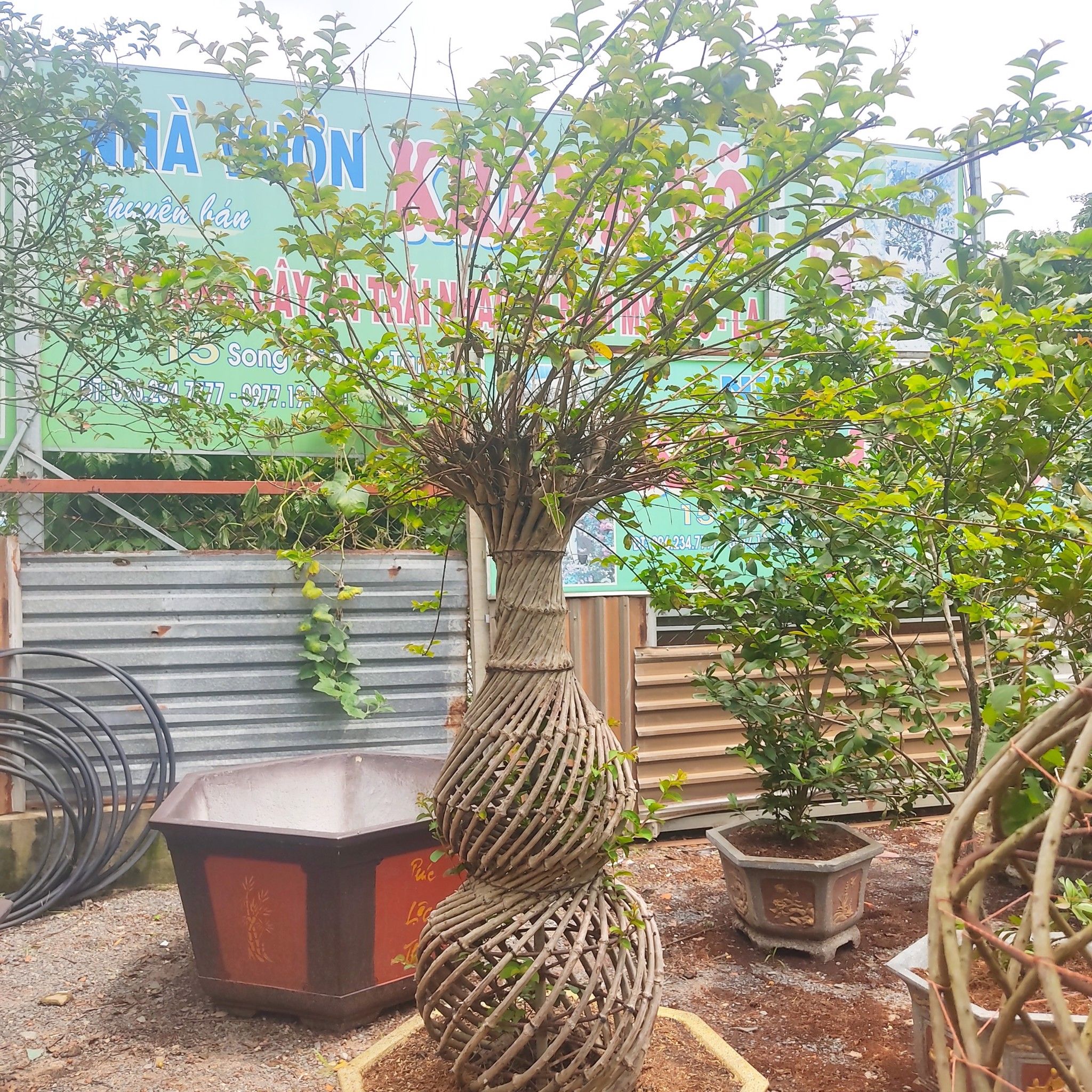 Cây Tường Vi Bonsai - Tạo Dáng Hồ Lô