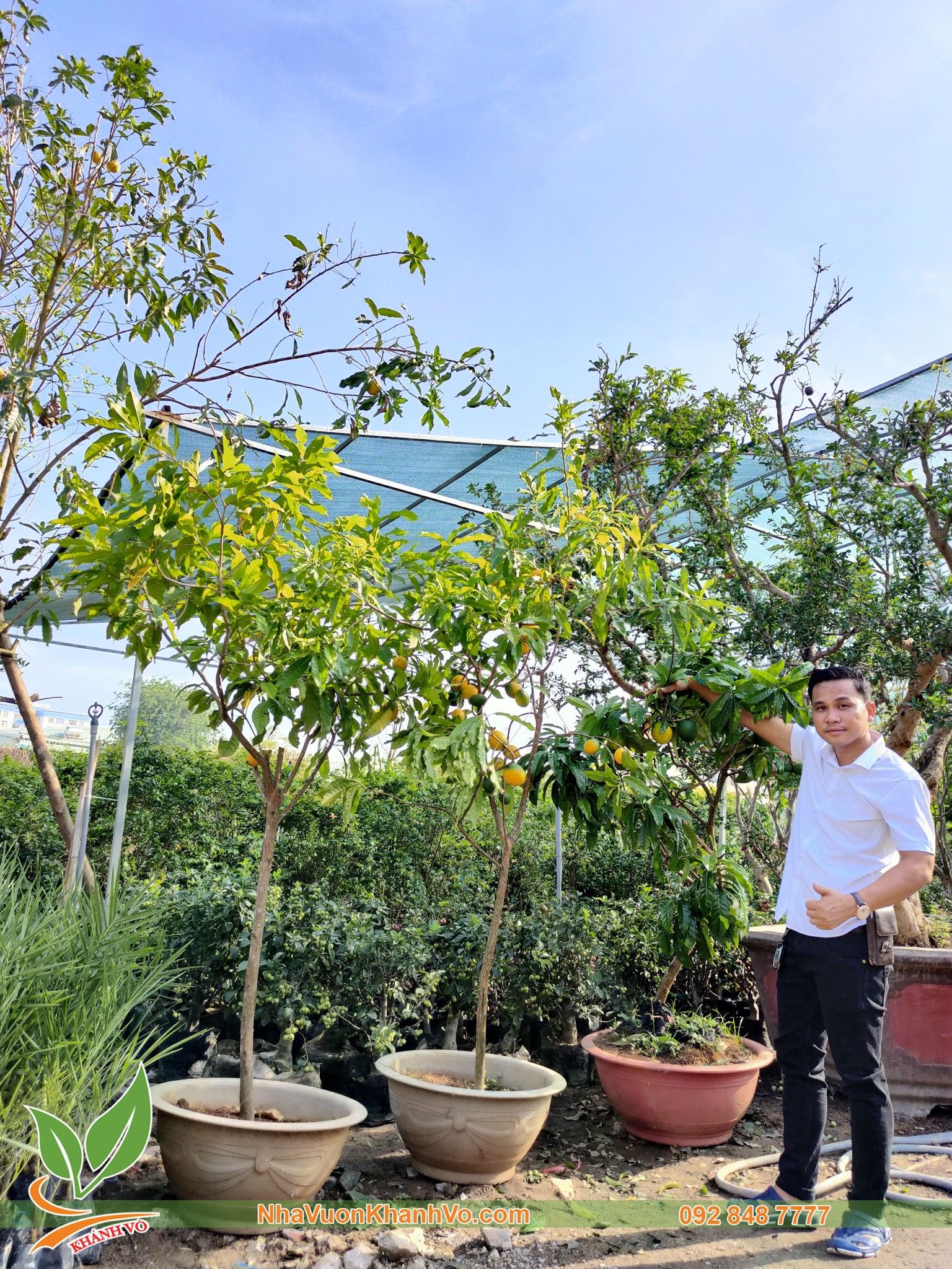 Cây Vú Sữa Hoàng Kim Trưởng Thành Cao 1,8m Đang Trái