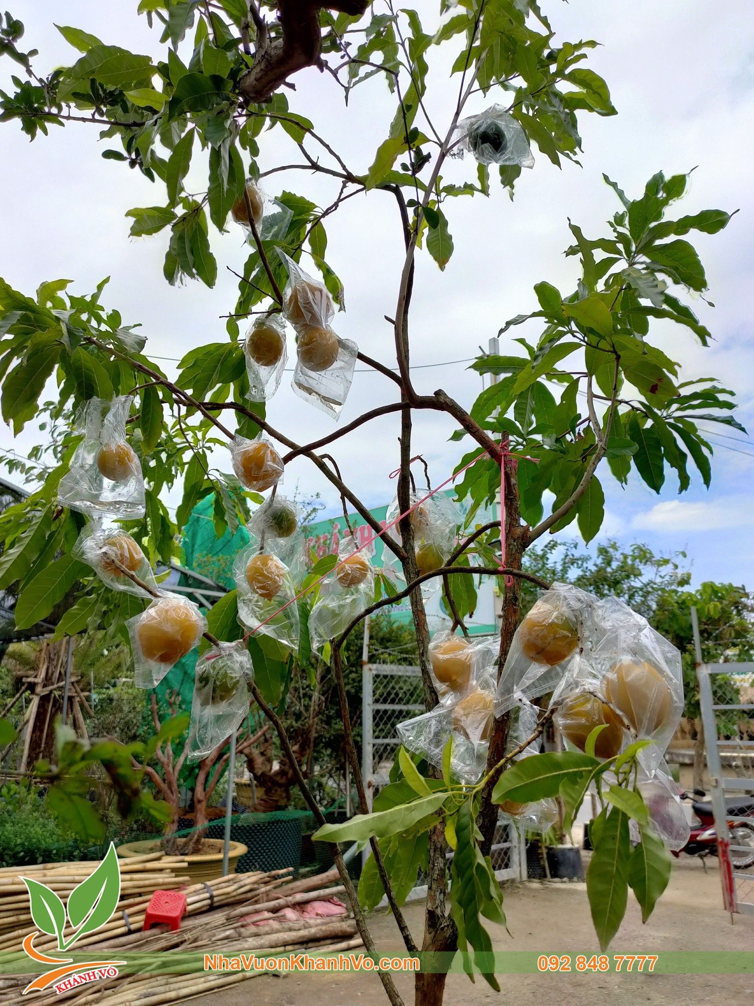 Cây Vú Sữa Hoàng Kim Trồng Chậu Đang Trái