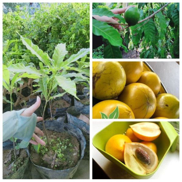 Cây Vú Sữa Hoàng Kim Giống