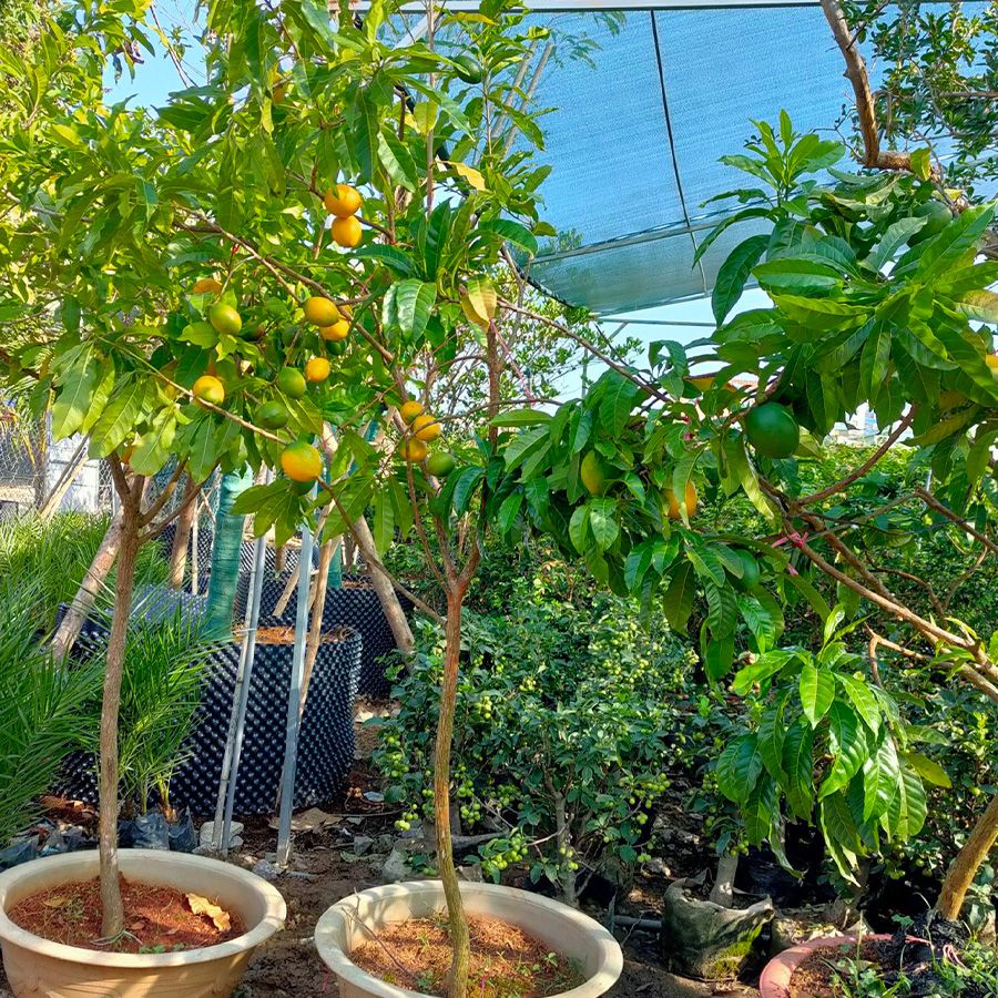 Cây Vú Sữa Hoàng Kim Trồng Chậu Đang Trái
