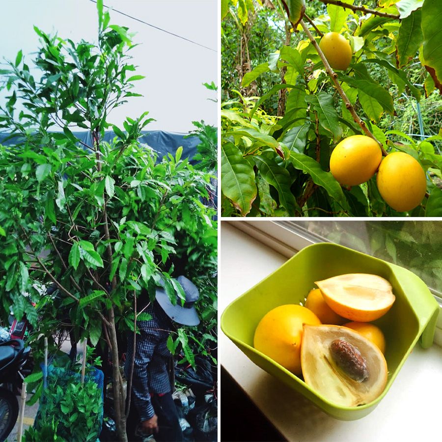 Cây Vú Sữa Hoàng Kim Trưởng Thành Cao 1,8m Đang Trái