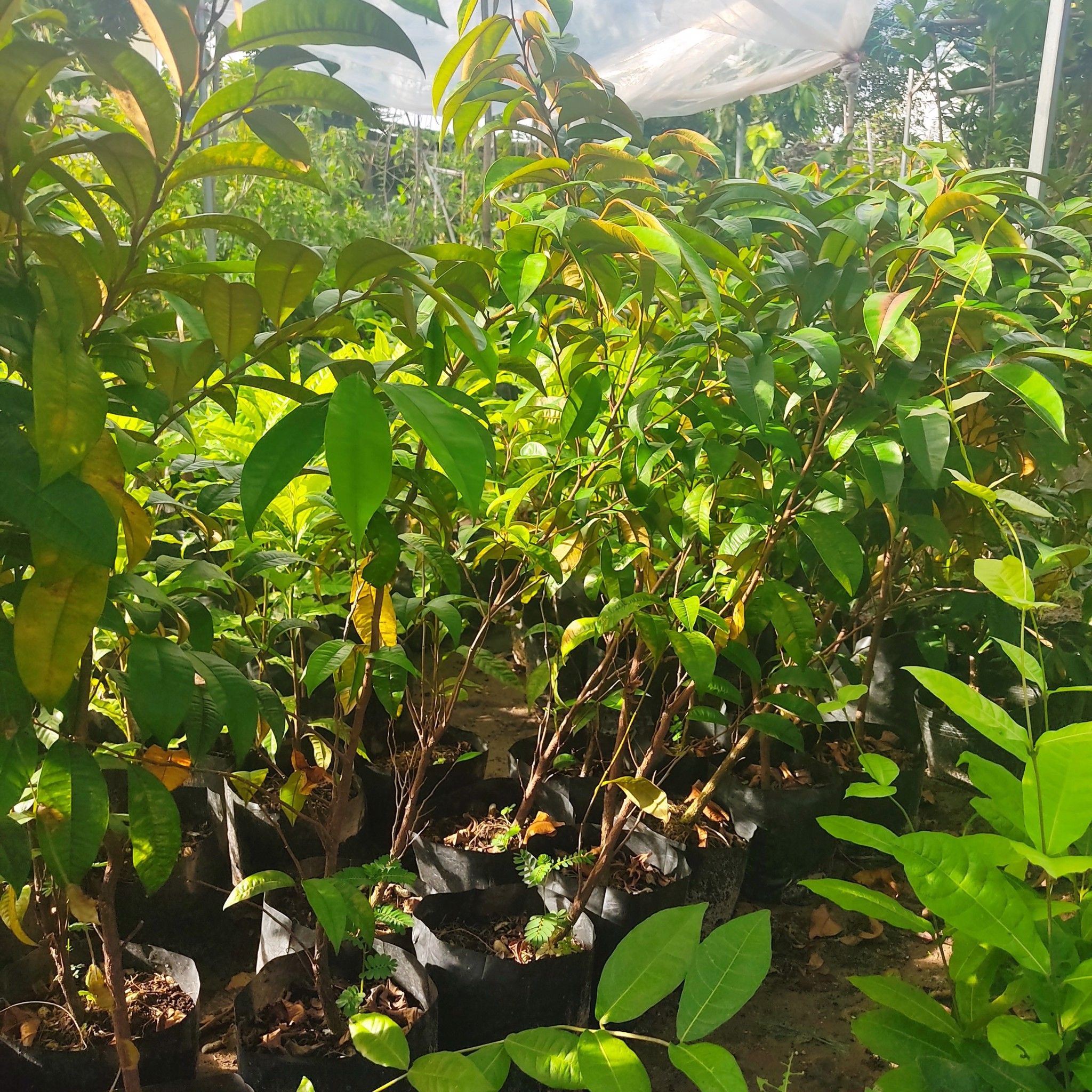 Cây Vú Sữa Lò Ren Giống Cao 40-50cm