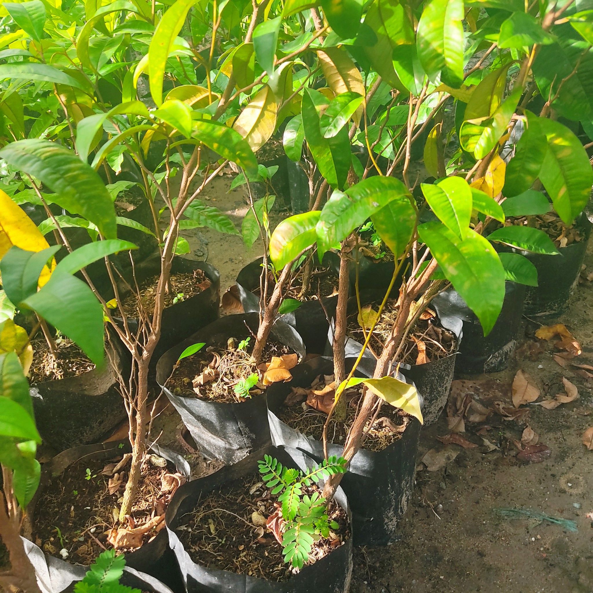 Cây Vú Sữa Lò Ren Giống Cao 40-50cm
