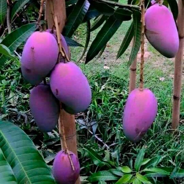 Cây Xoài Tím Thái Lan Giống Cao Trên 1m