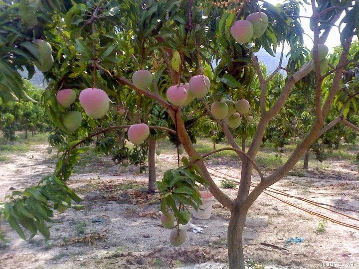 Cây Xoài Úc Giống Cao Trên 1m