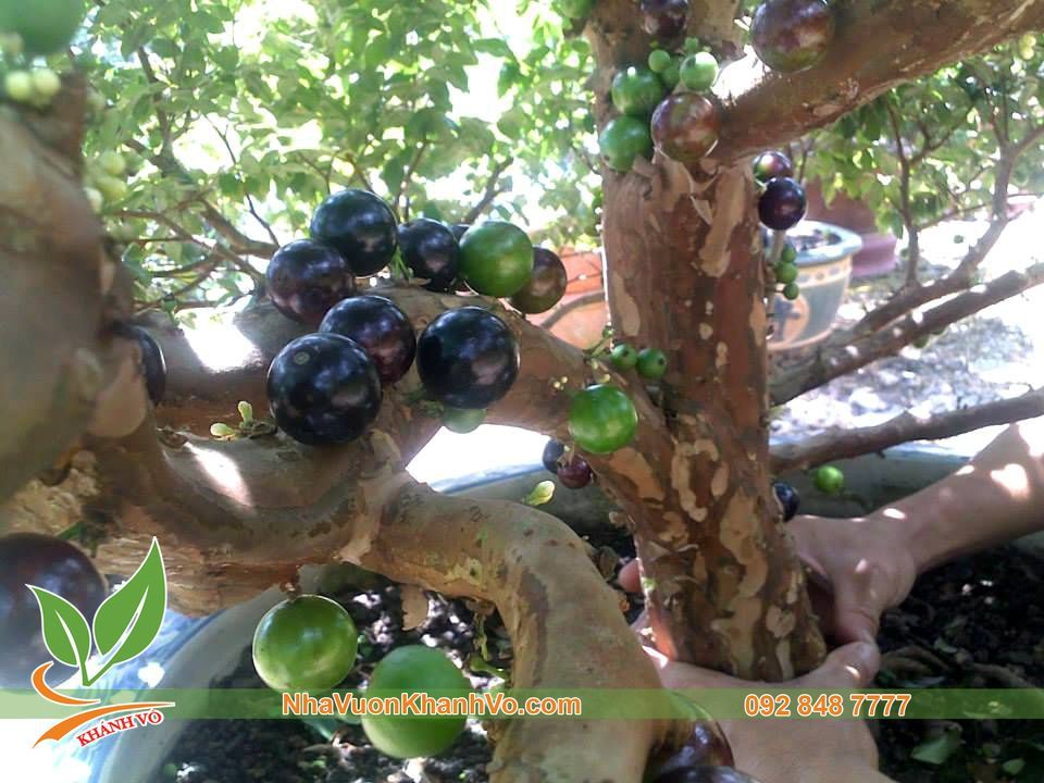 Cây Nho Thân Gỗ 7 Năm Tuổi - Lá Nhỏ