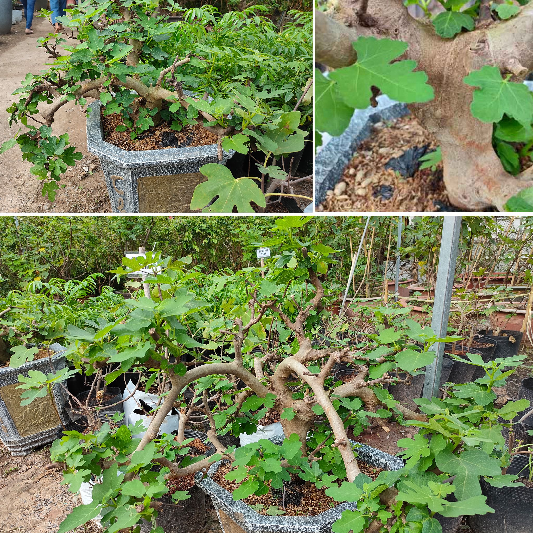 Cây Sung Mỹ Bonsai Tạo Dáng Đẹp Gốc 4 năm Tuổi