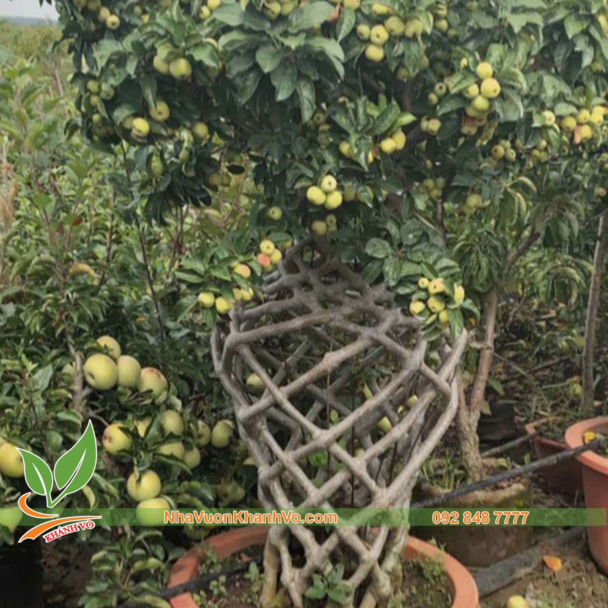 Cây Táo Mỹ Lục Bình Bonsai đã ra trái