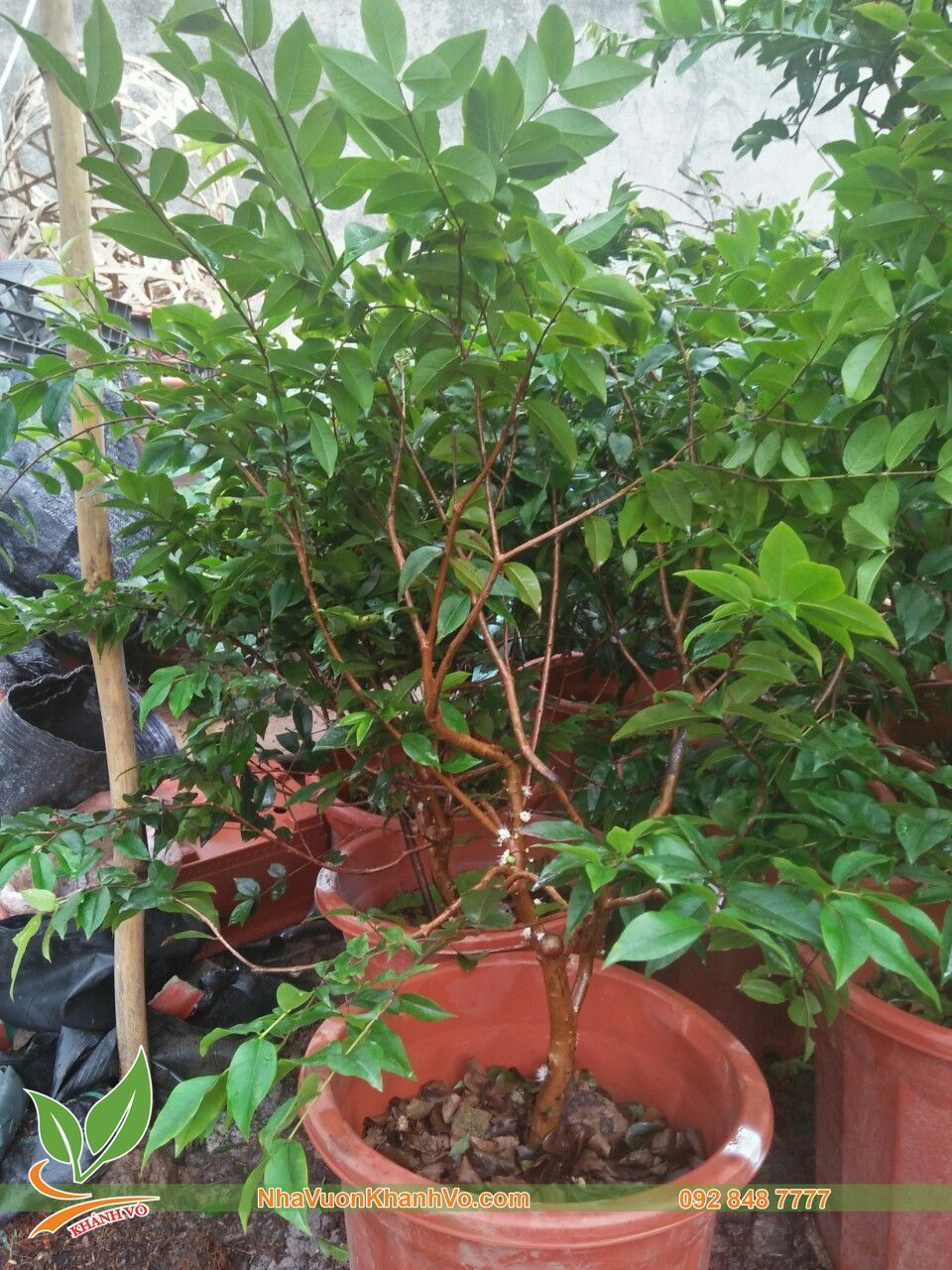 Cây Nho Thân Gỗ Tứ Quý Trái To