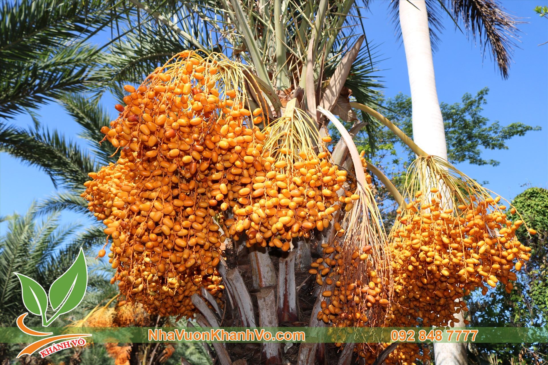Giống Cây Chà Là Trung Đông Cao 60-80cm