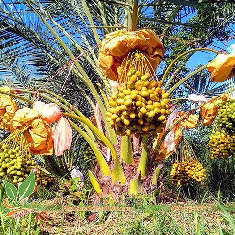 Cây Chà Là Trung Đông Ăn Trái Năng Suất Cao, Chất Lượng Tuyệt Hảo
