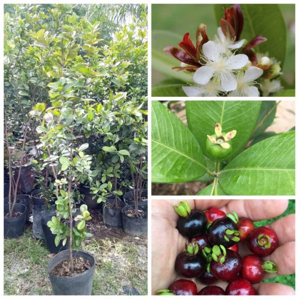Cây Cherry Brazil Đã Ra Trái Một Mùa Cao Hơn 1m
