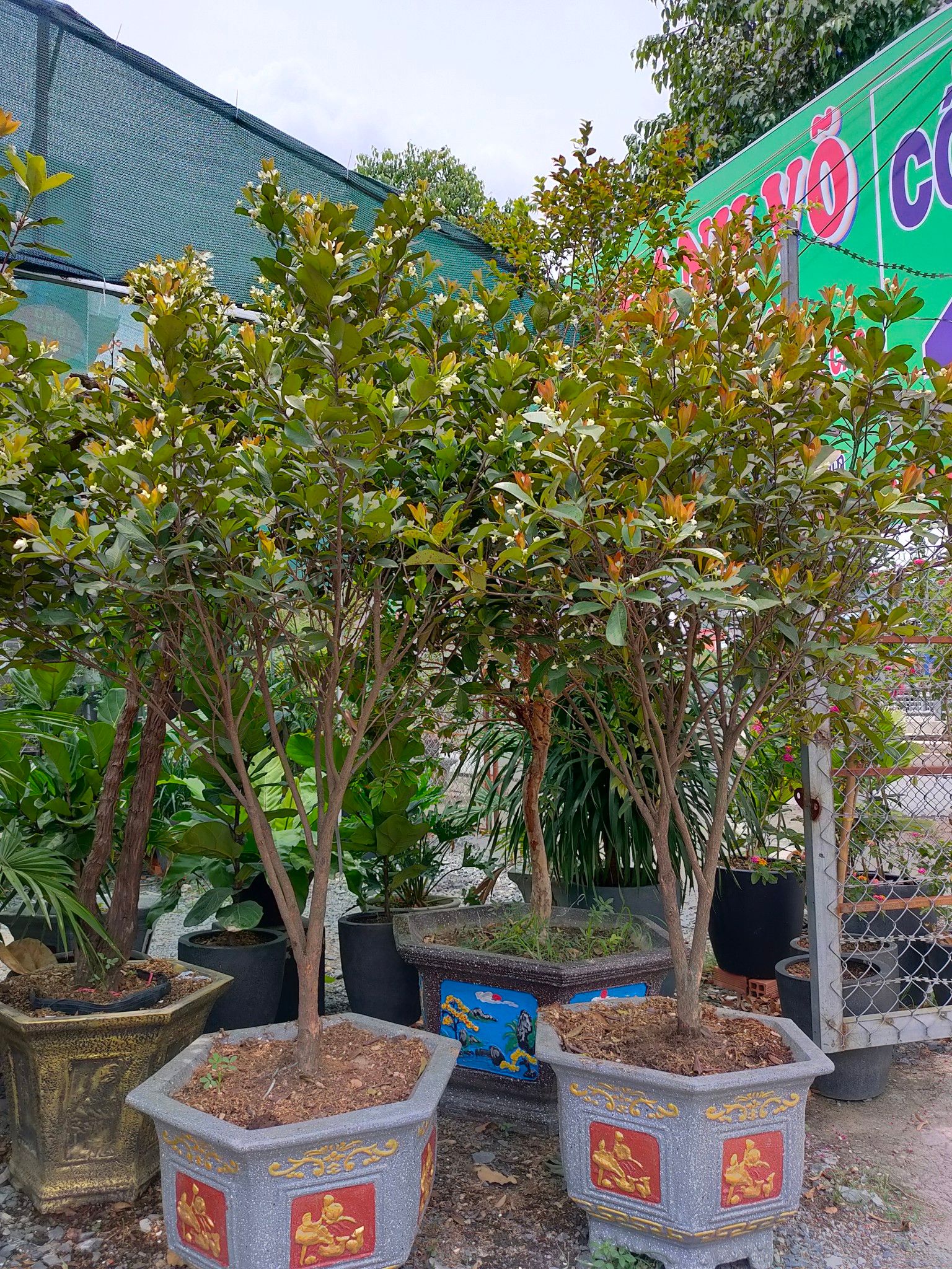 Cây Cherry Brazil Lâu Năm Cao 2,5 - 3m Sai Hoa Trái