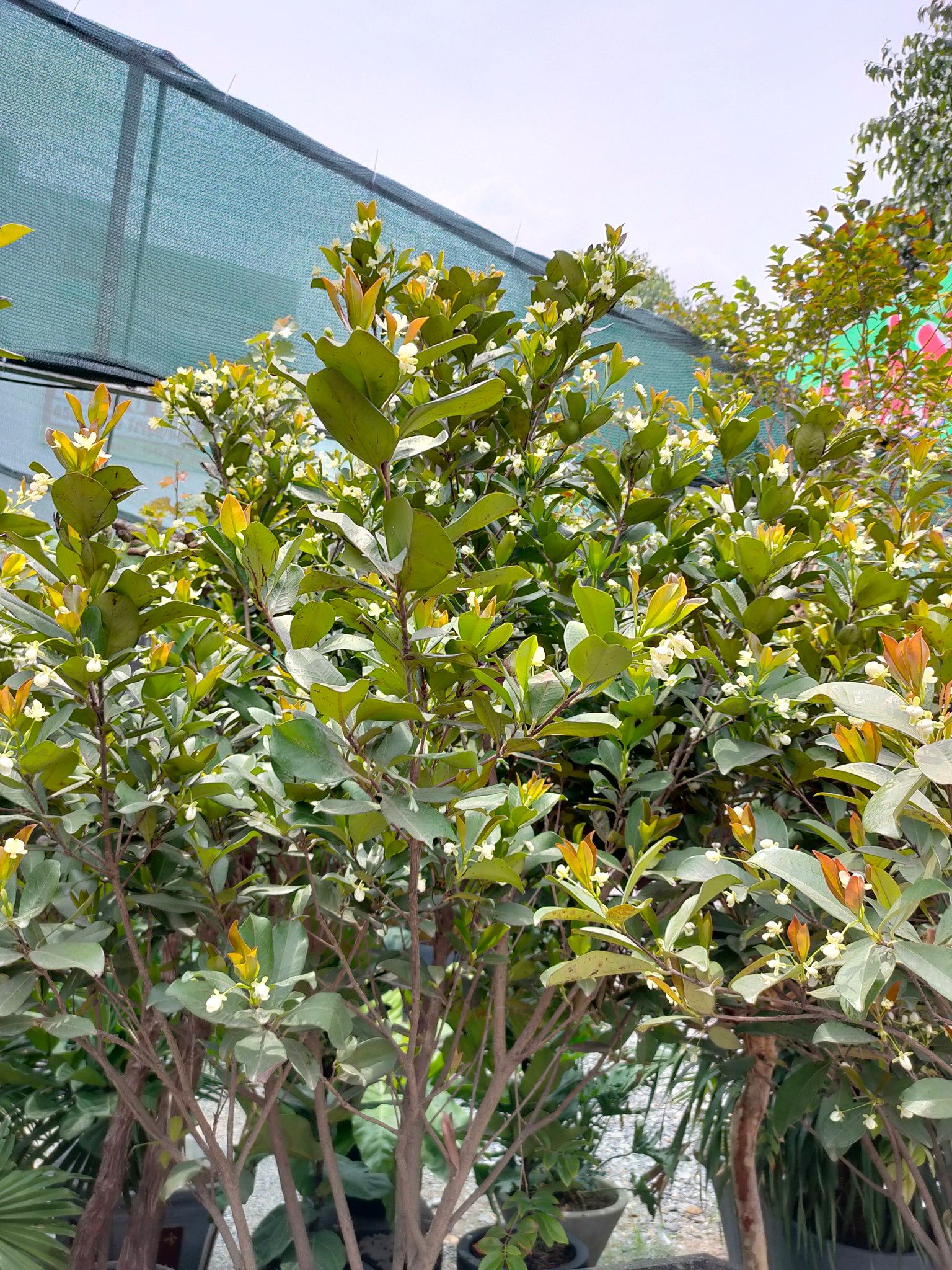 Cây cherry brazil trưởng thành cao 2,5 - 3m tạo tán đẹp