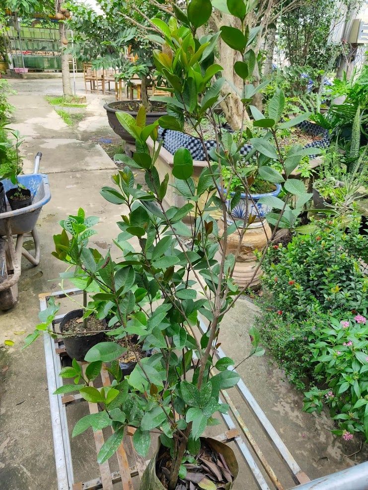 Cây Cherry Brazil Trưởng Thành Cao 1,8m