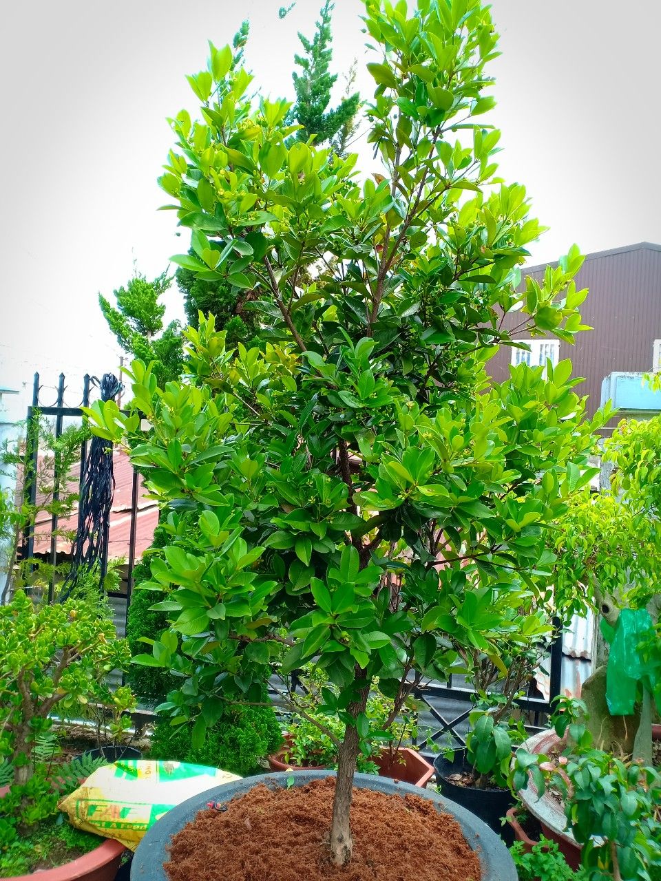 Cây Cherry Brazil Lâu Năm Cao 2,5 - 3m Sai Hoa Trái