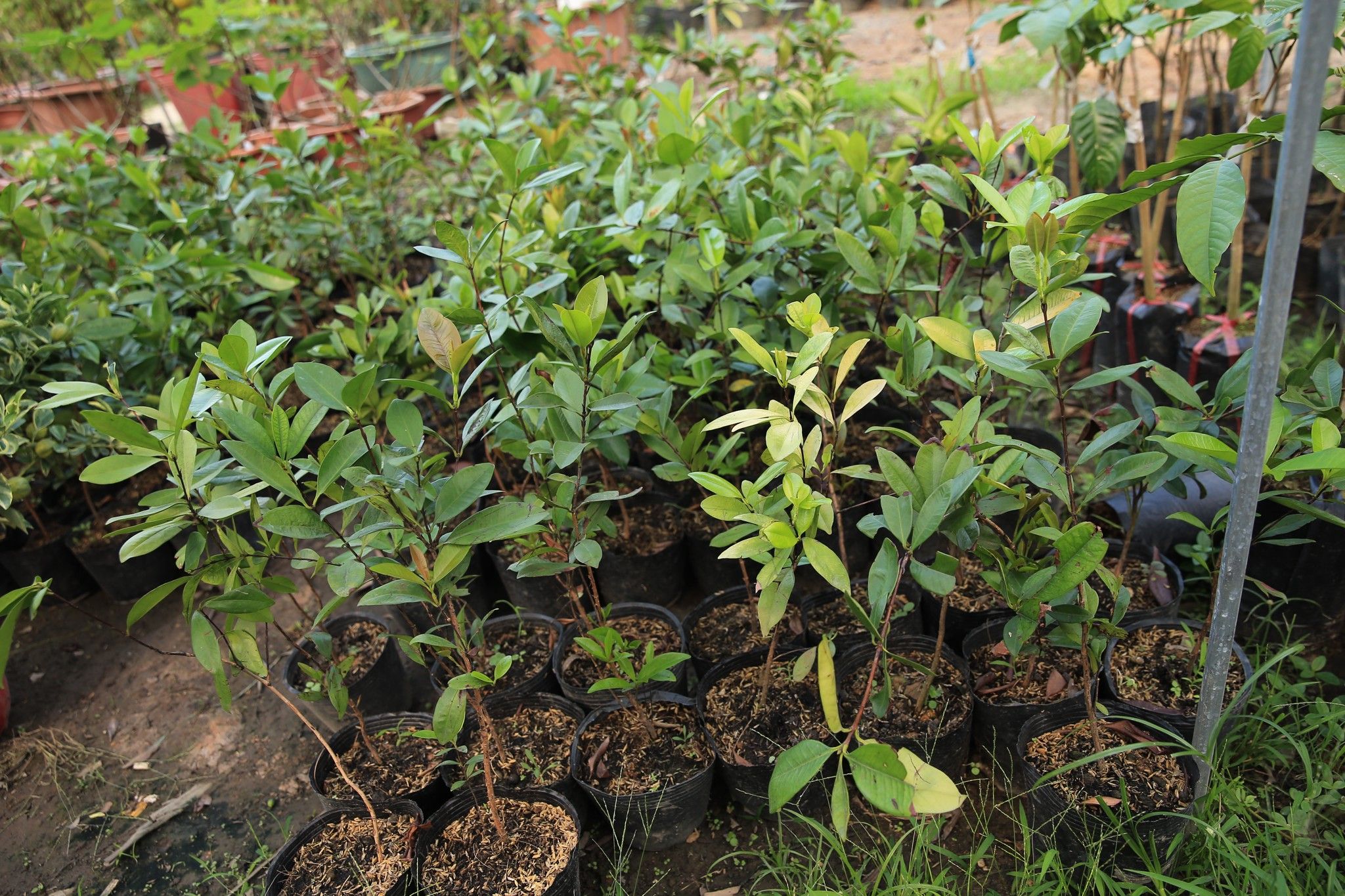 Cây Cherry Brazil Giống Cao Khoảng 50-60cm