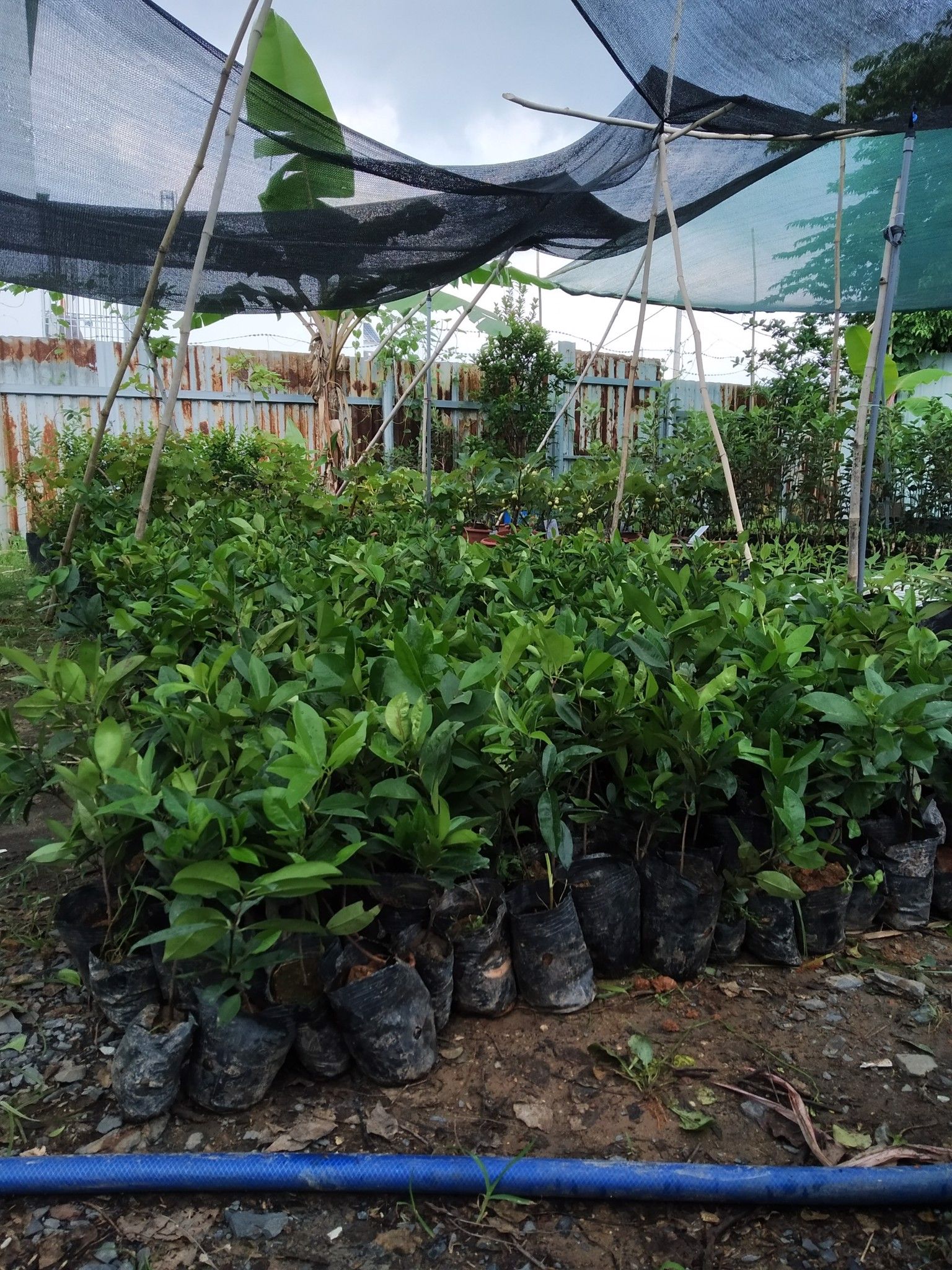 Cây Cherry Brazil Giống Cao Khoảng 50-60cm