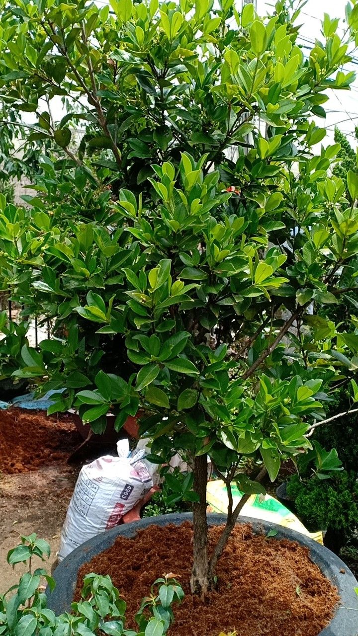 Cây Cherry Brazil Trưởng Thành Cao Trên 2,5 Đã Ra Trái 6 Mùa