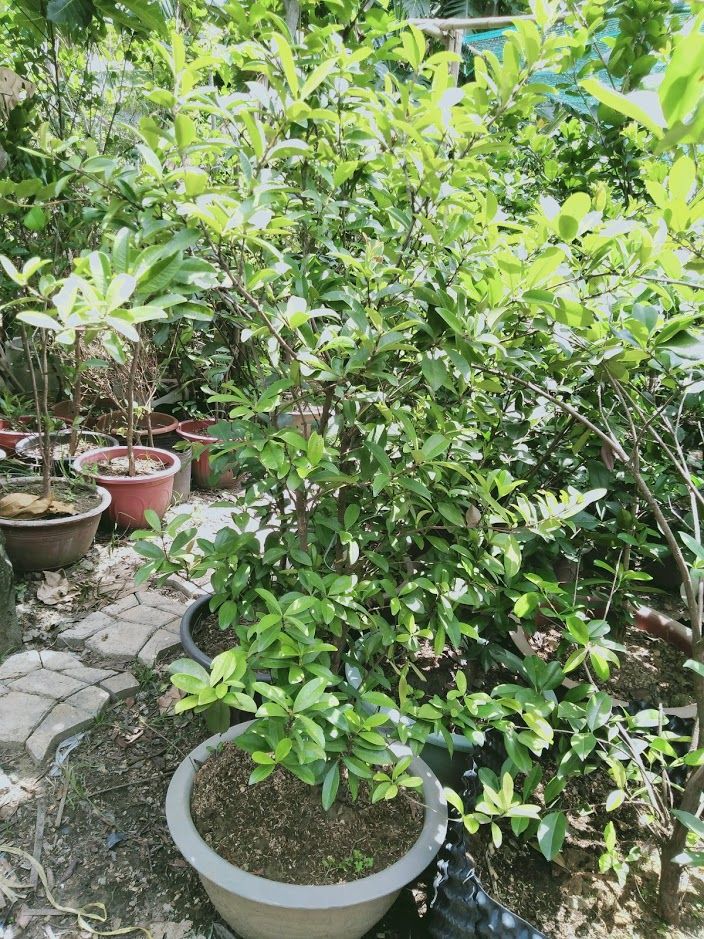 Cây Cherry Brazil Trưởng Thành Cao Trên 2,5 Đã Ra Trái 6 Mùa