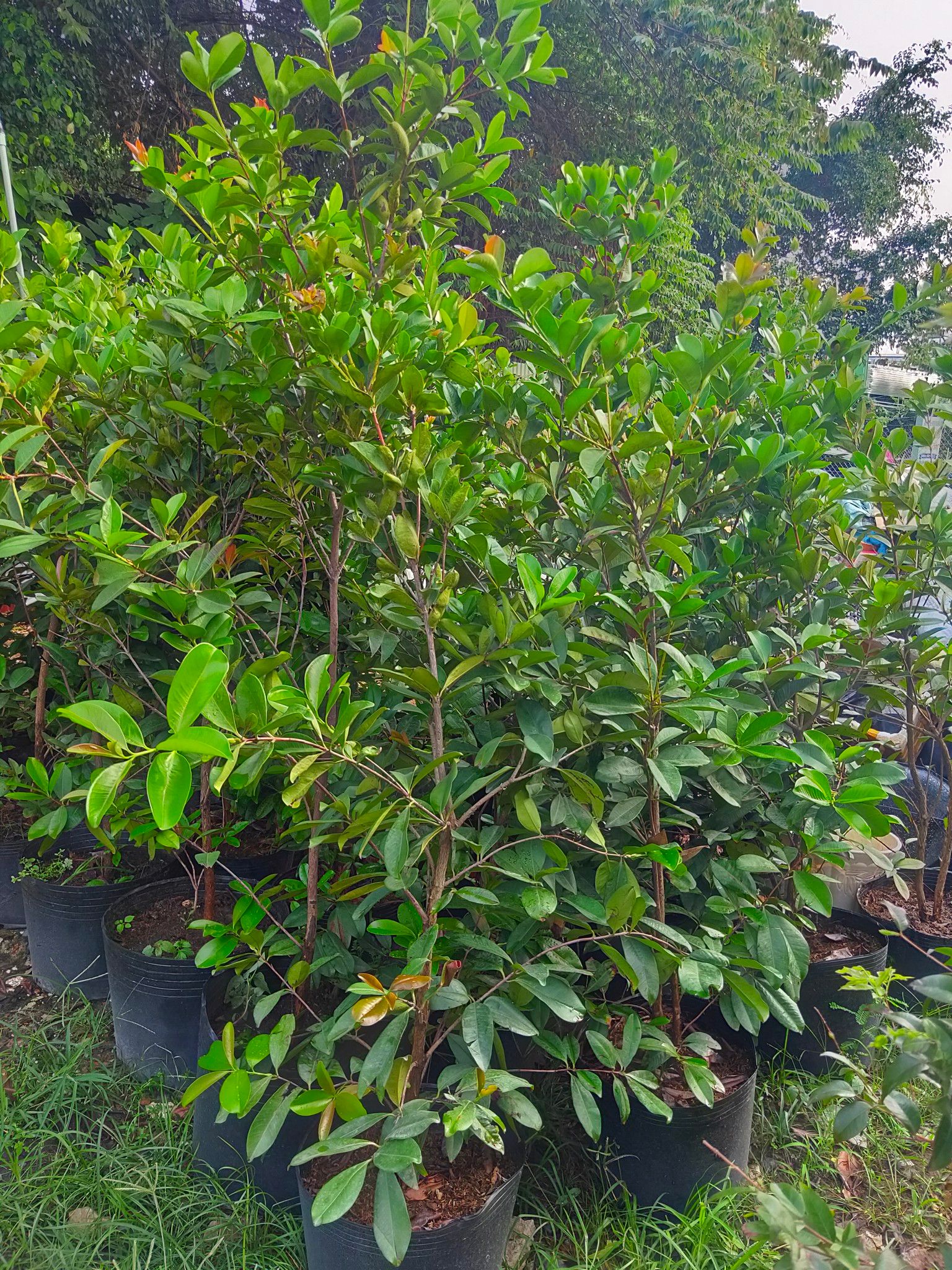 Cây Cherry Brazil Trưởng Thành Đang Trái Cao Từ 2 - 2,5m