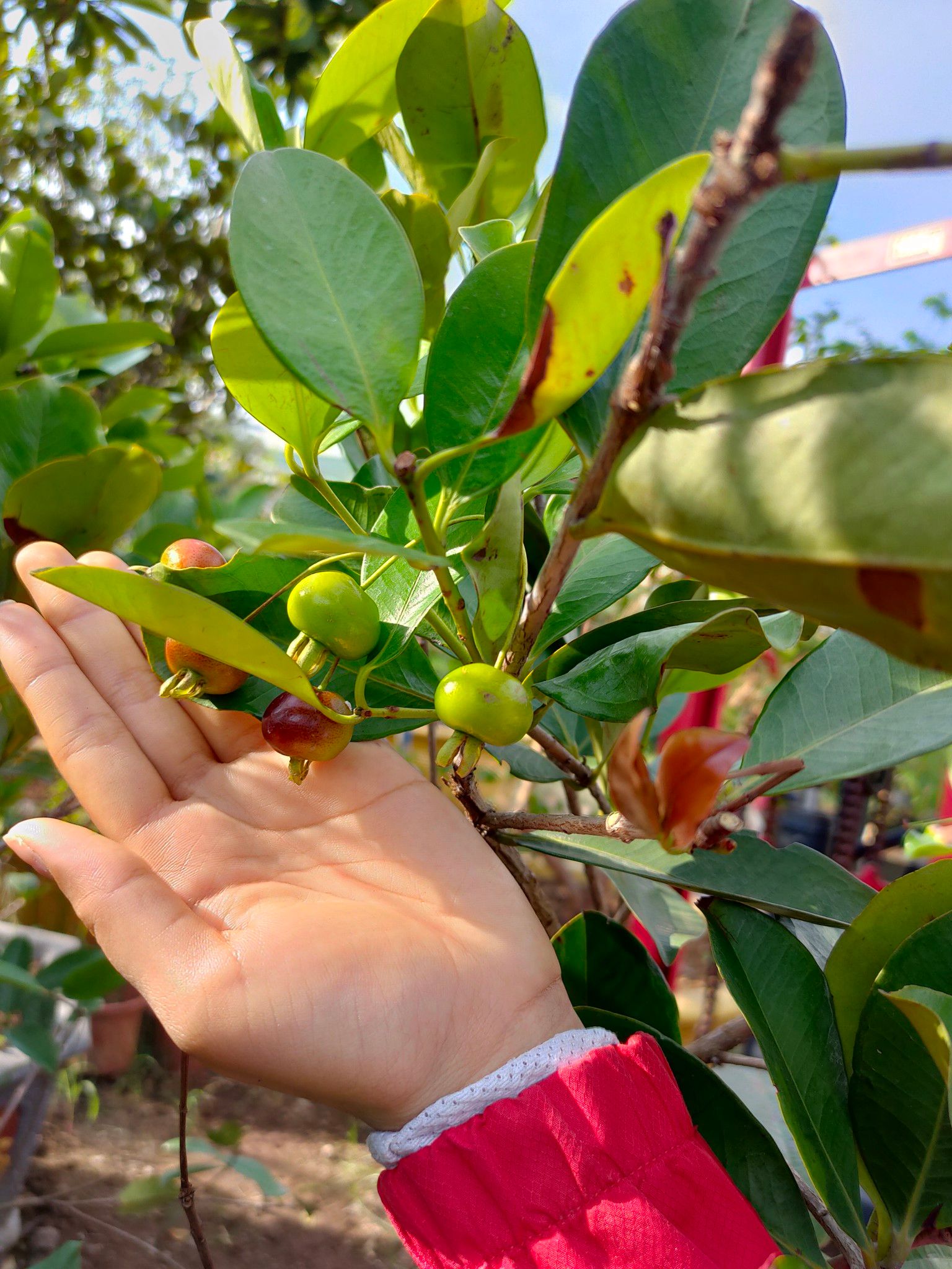 Cây Cherry Brazil Trưởng Thành Cao Từ 2m - Trái Xum Xuê