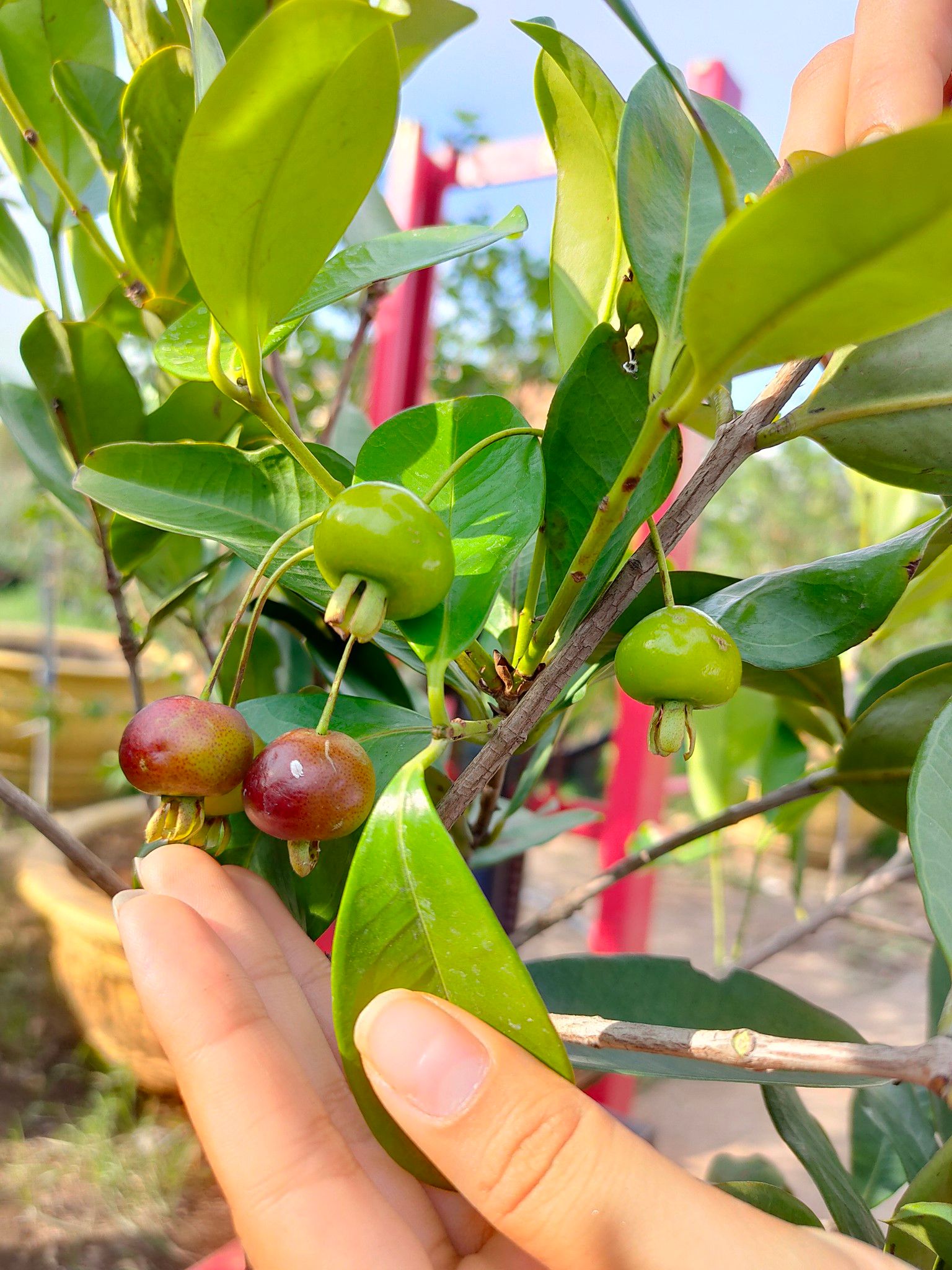 Cây Cherry Brazil Trưởng Thành Đang Trái Cao Từ 2 - 2,5m