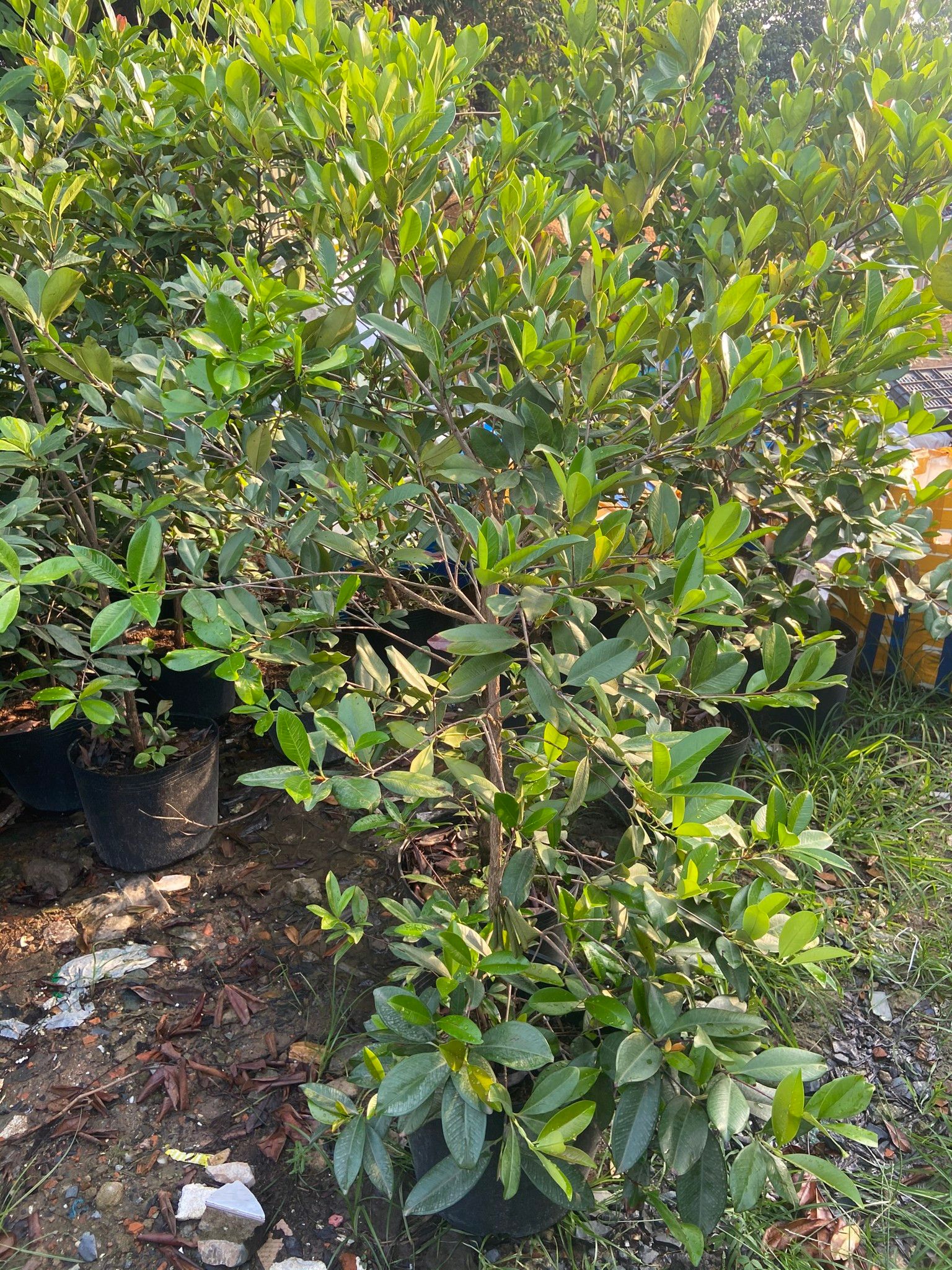 Cây Cherry Brazil Trưởng Thành Đang Trái Cao Từ 2 - 2,5m